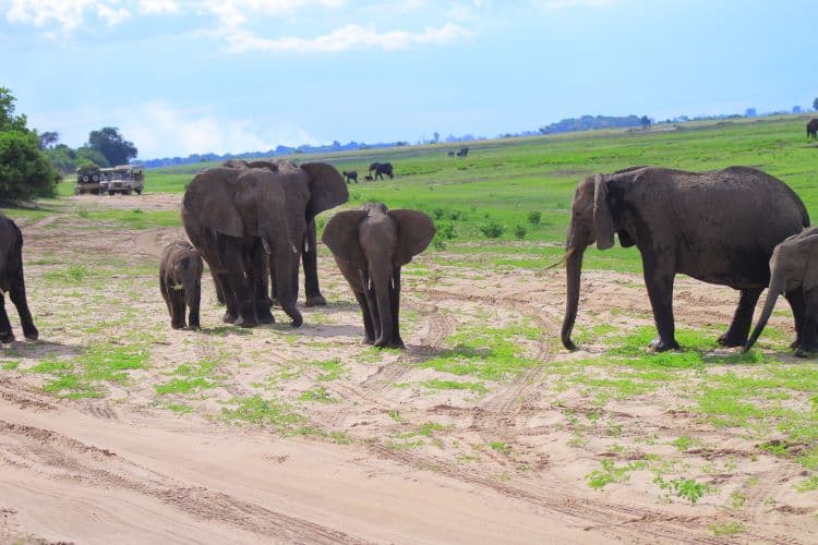 Chobe National Park 1-Day Safari