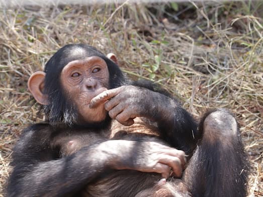 3-Day Great Mount Kenya Safari Olpejeta Conservancy.