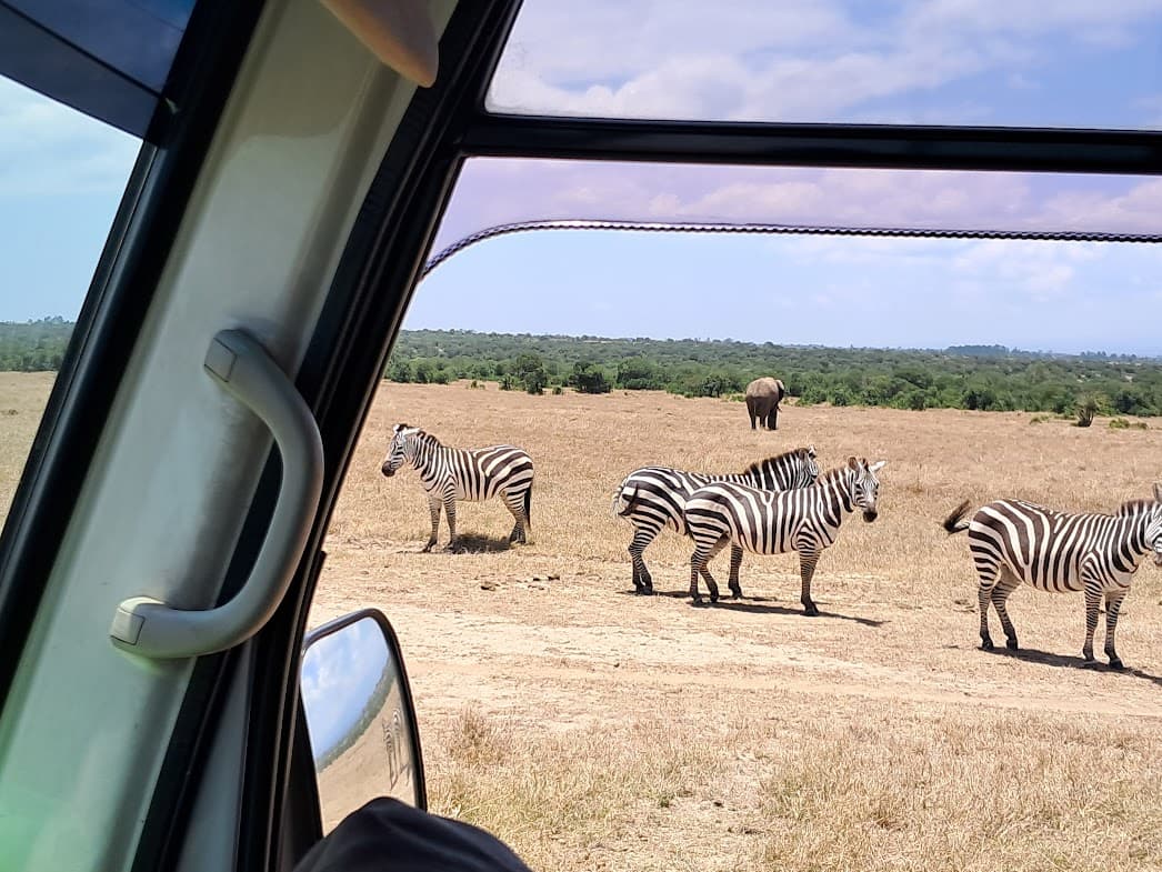 3-Day Great Mount Kenya Safari Olpejeta Conservancy.