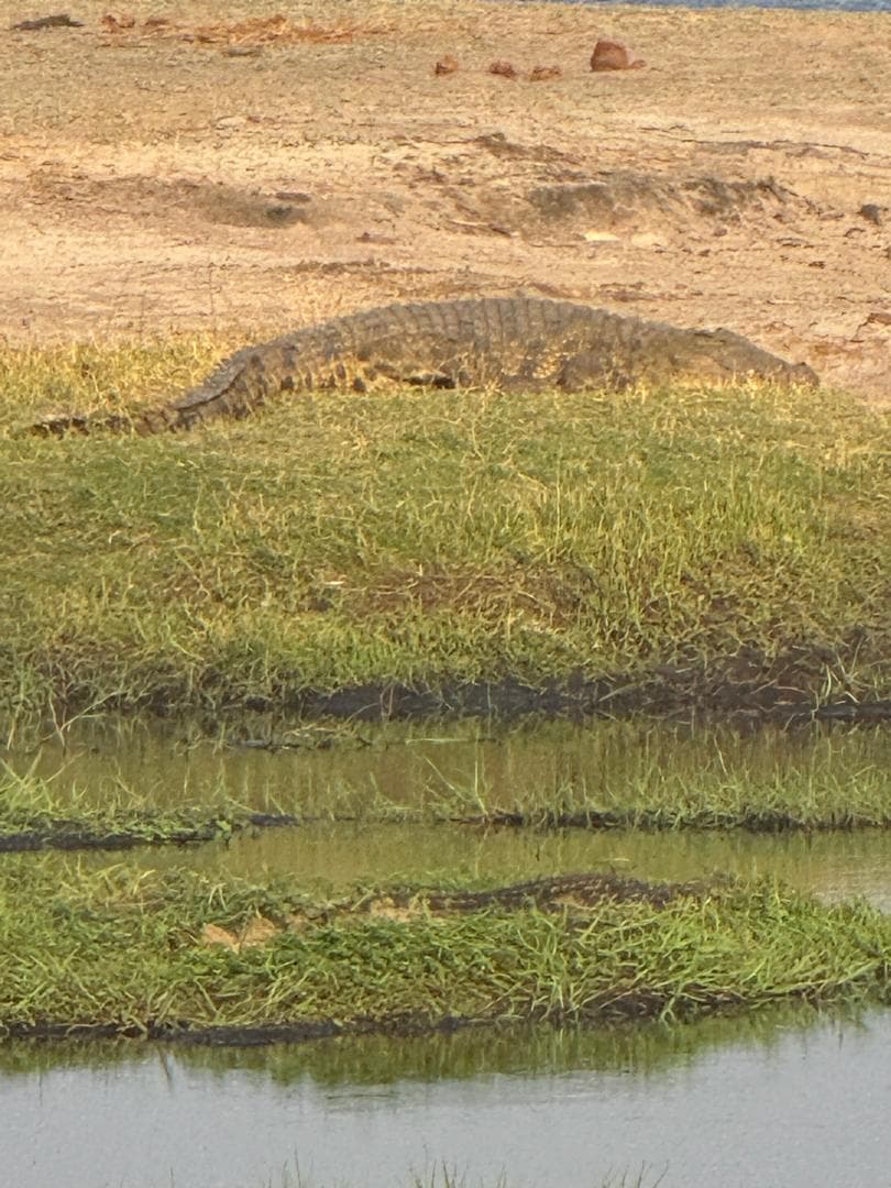 4-Day Moremi Game Reserve