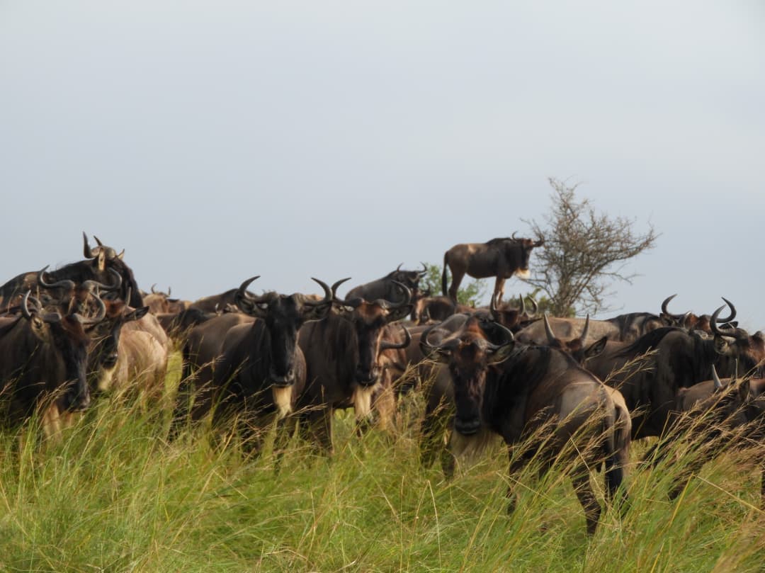 10-Day Tanzania Safari & Zanzibar Beach Discovery