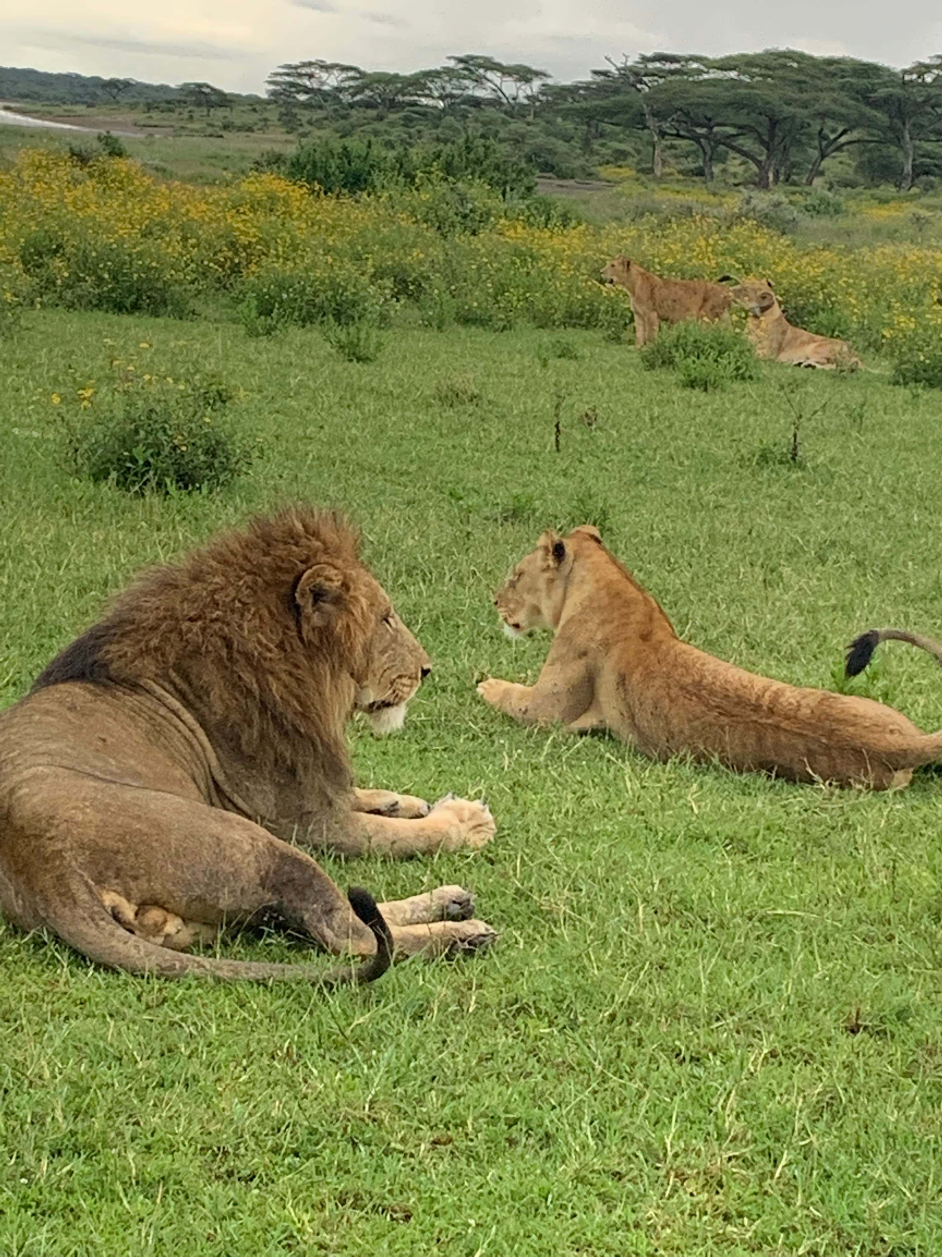 2-Day / 1 Night Tarangire & Ngorongoro Crater Safari Experience