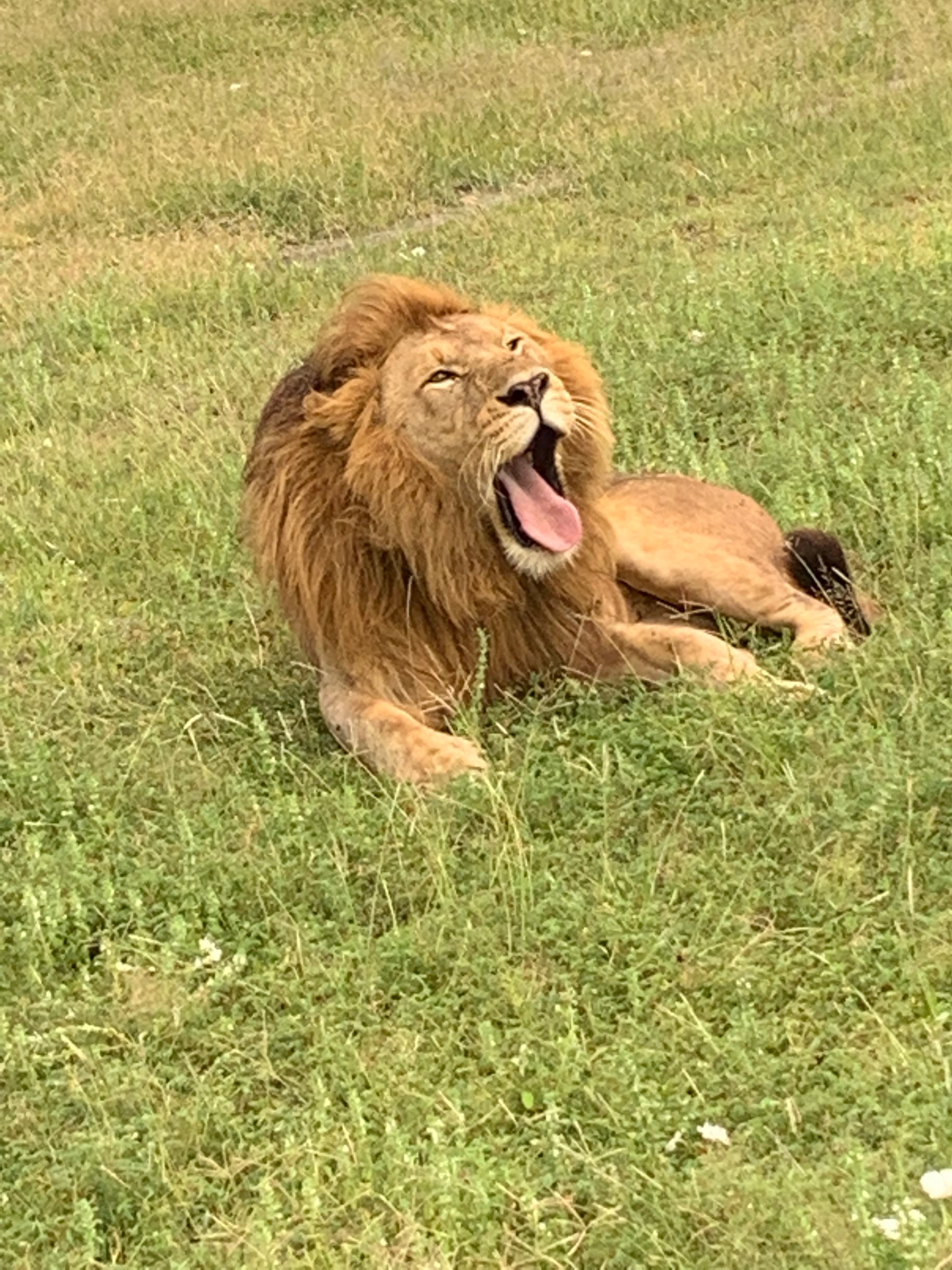 1-Day Mikumi National Park — 1 Day Safari