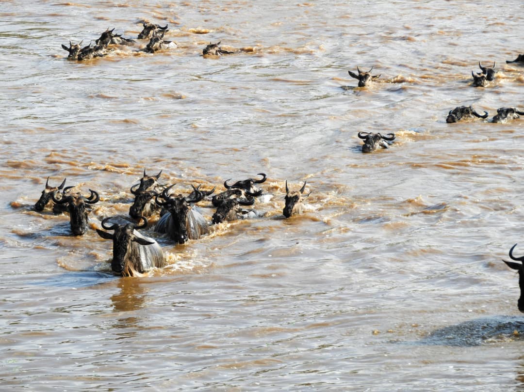 7-Day / 6-Nights | The Great Wildebeest Migration Safari