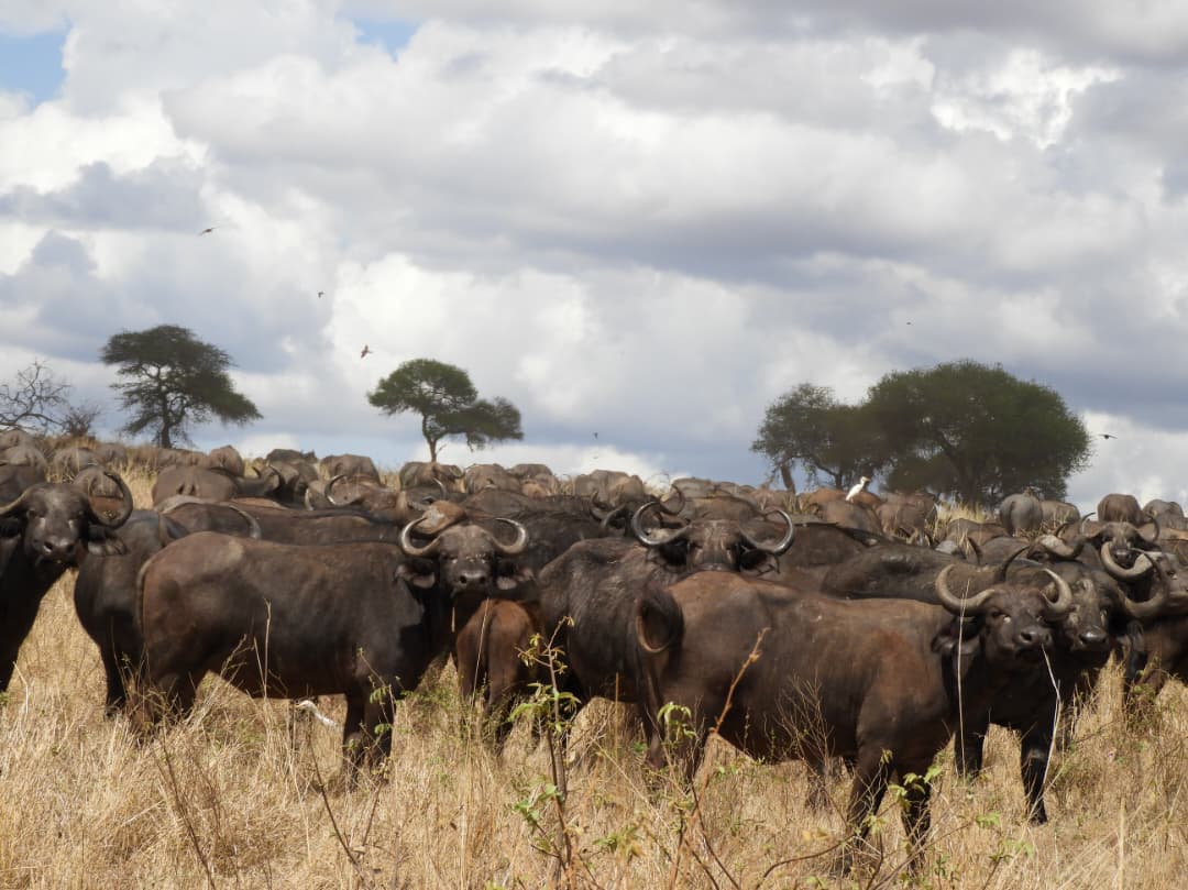 10-Day Wildlife Wonders & Island Magic