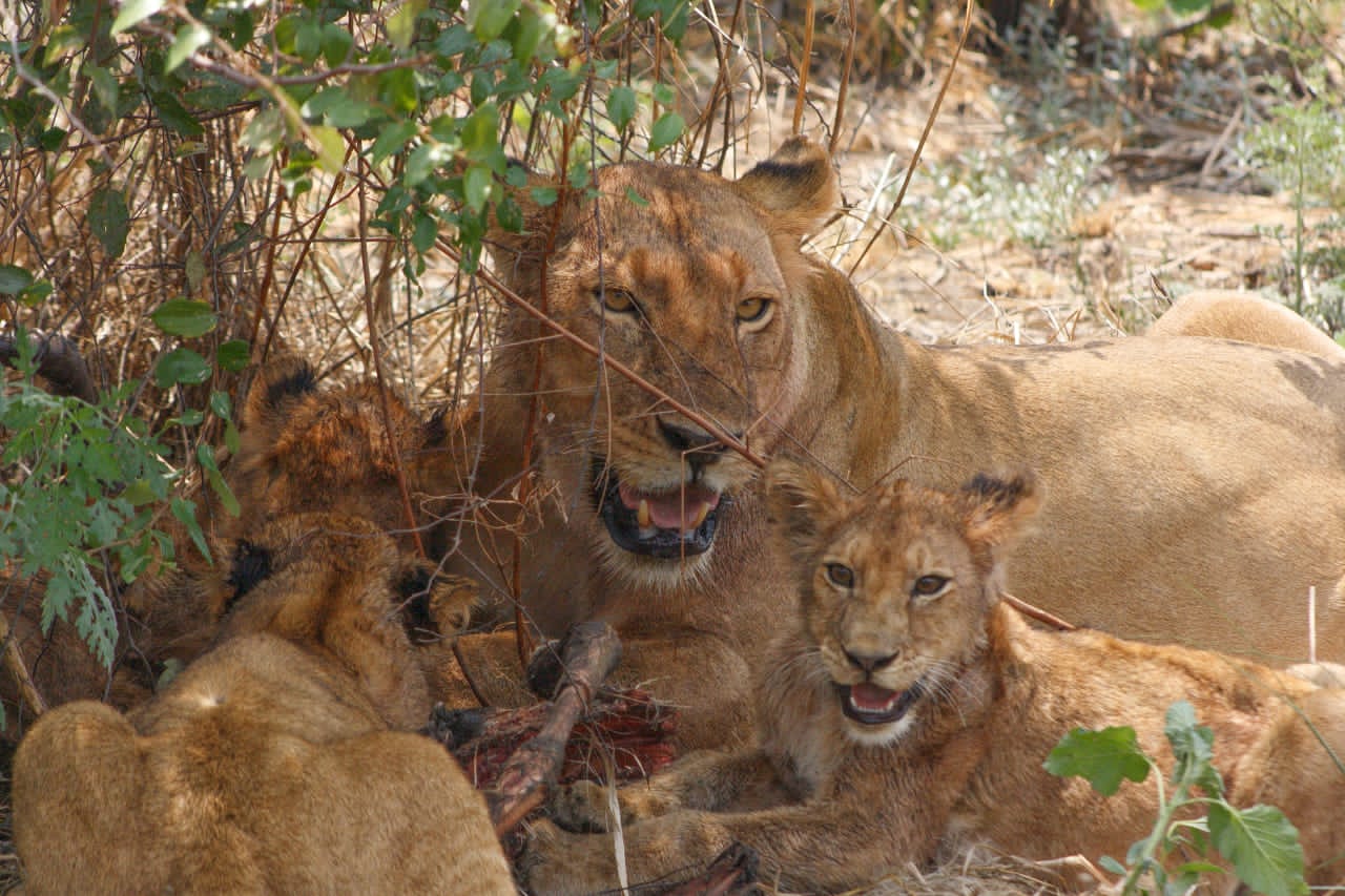 2-Day / 1 Night Tarangire & Ngorongoro Crater Safari Experience