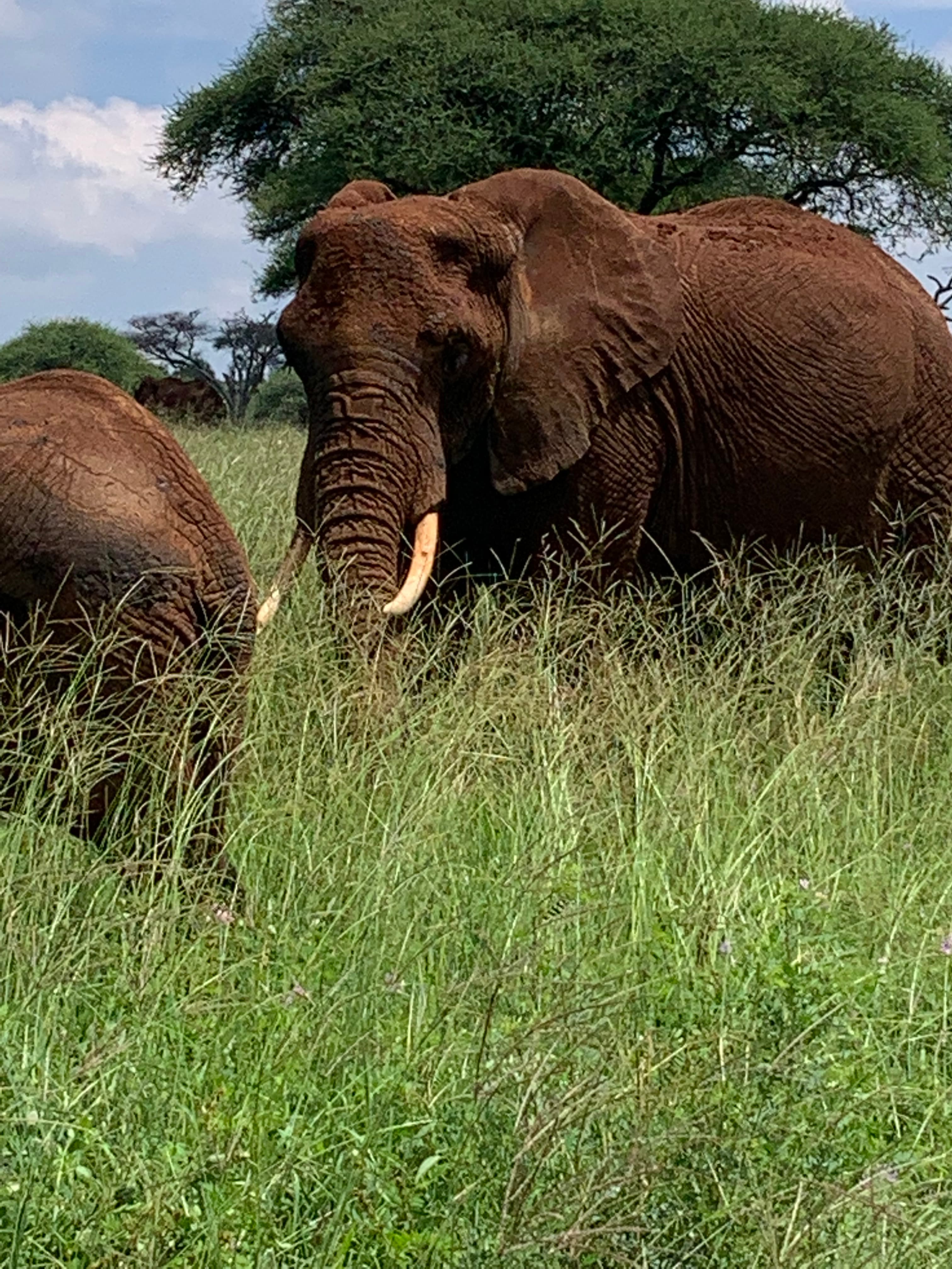 8-Day Northern Tanzania Signature Safari, Beyond the Classic Route