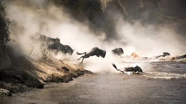 5-Day Wildlife Safari Witnessing The Great Migration Crossing Mara River