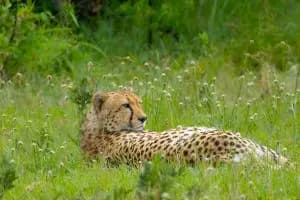 6-Day Discover Tanzania’s Legendary Wildlife & National Parks