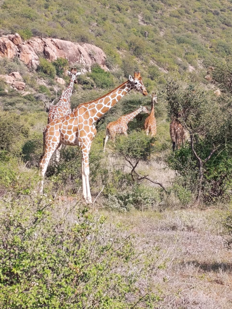 6-Day SAMBURU AND NANYUKI SAFARI FT NAIROBI