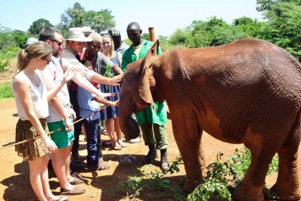 Judeson Budget Safaris