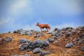 5-Day s Bale Mountain Trekking & Safari Tour