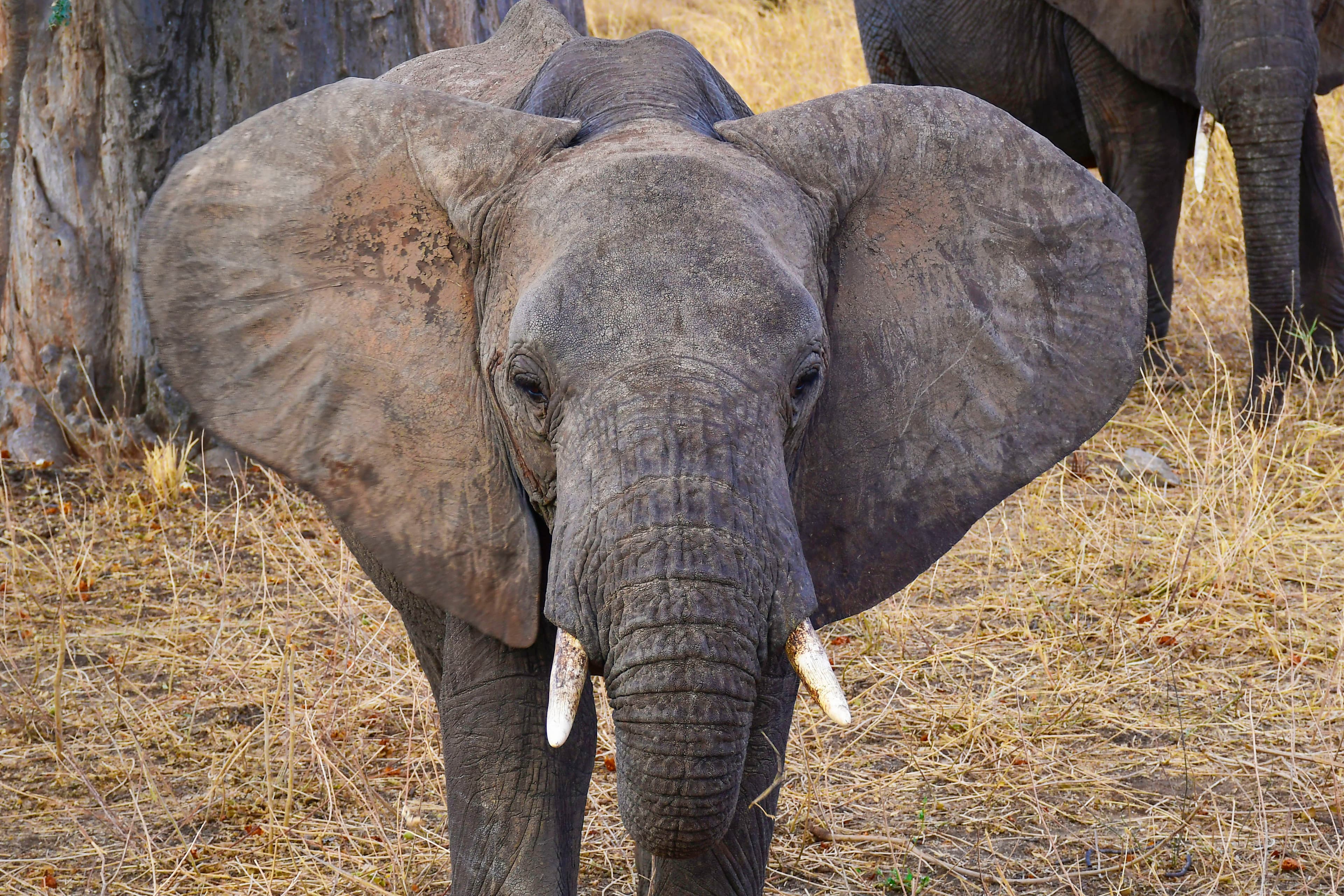 4-Day UNFORGETABLE CALVING EXPERIENCE