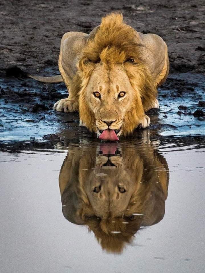 8-Day Safari Serenity-Kenya Classical Bush Exploration.