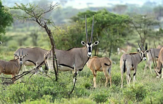 3-Day Samburu Road Package