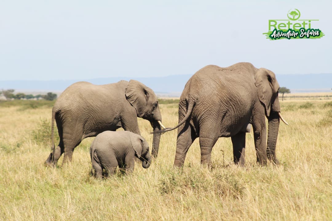 5-Day safari circuit