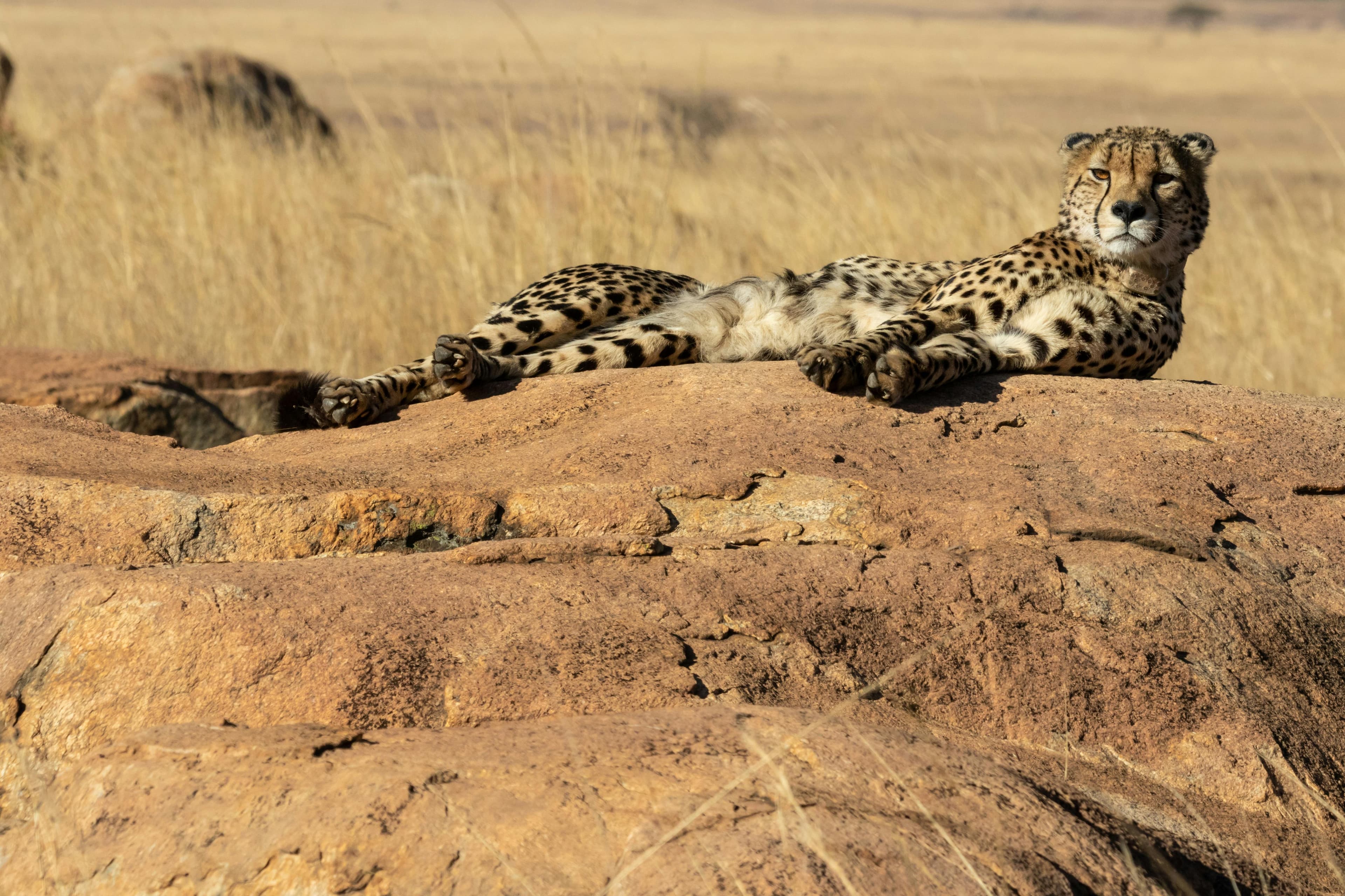 4-Day Maasai Mara exclusive safari