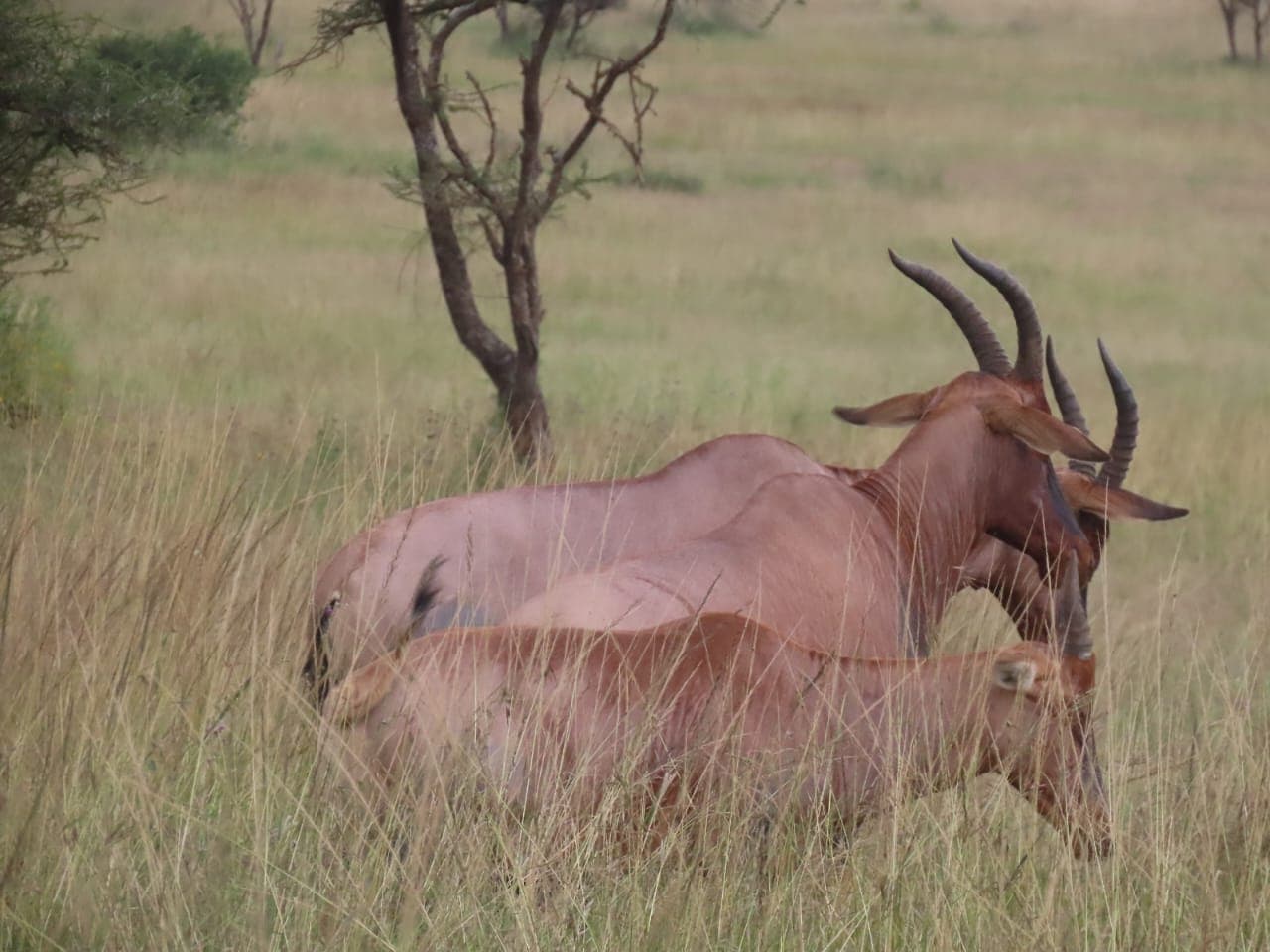 5-Day Explore Tarangire, Manyara, Serengeti & Ngorongoro Safari