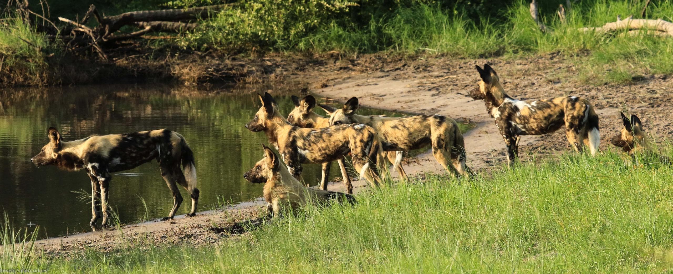 8-Day Victoria Falls, Chobe NP & Savuti Mobile Camping Safari