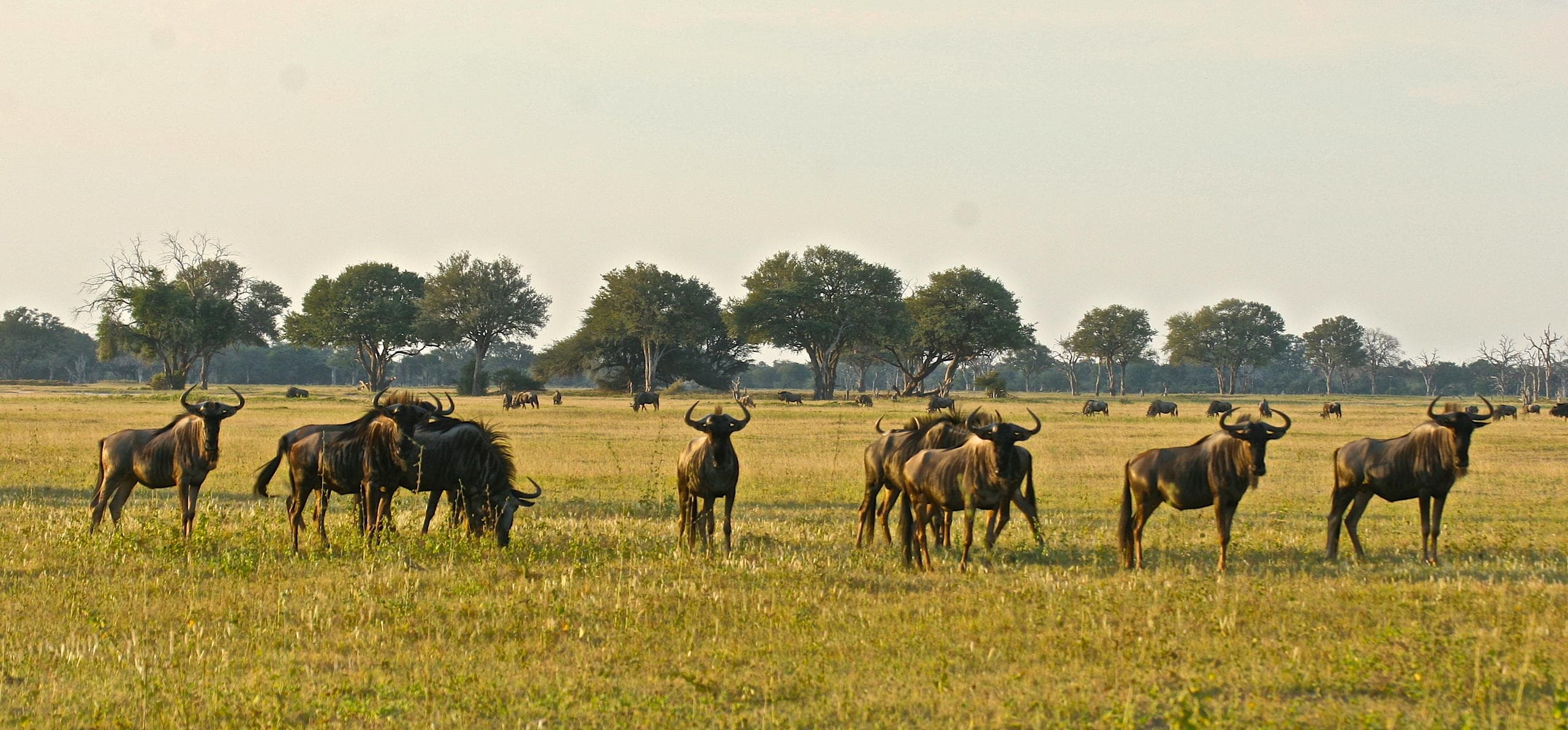 2-Day 2-Day Hwange National Park-Mid Range Safari