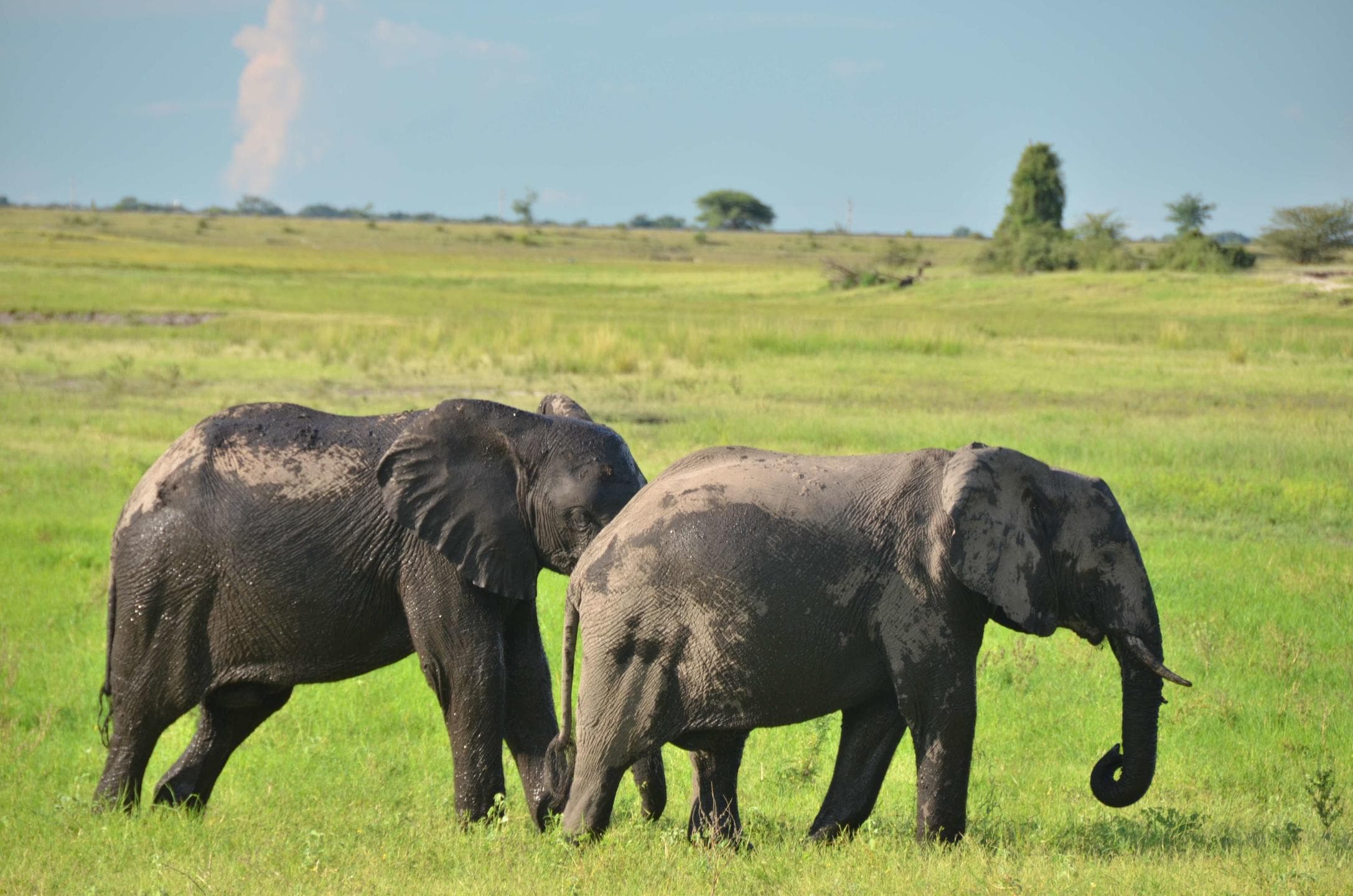 5-Day Camping Safari in Chobe & Savuti from Victoria Falls