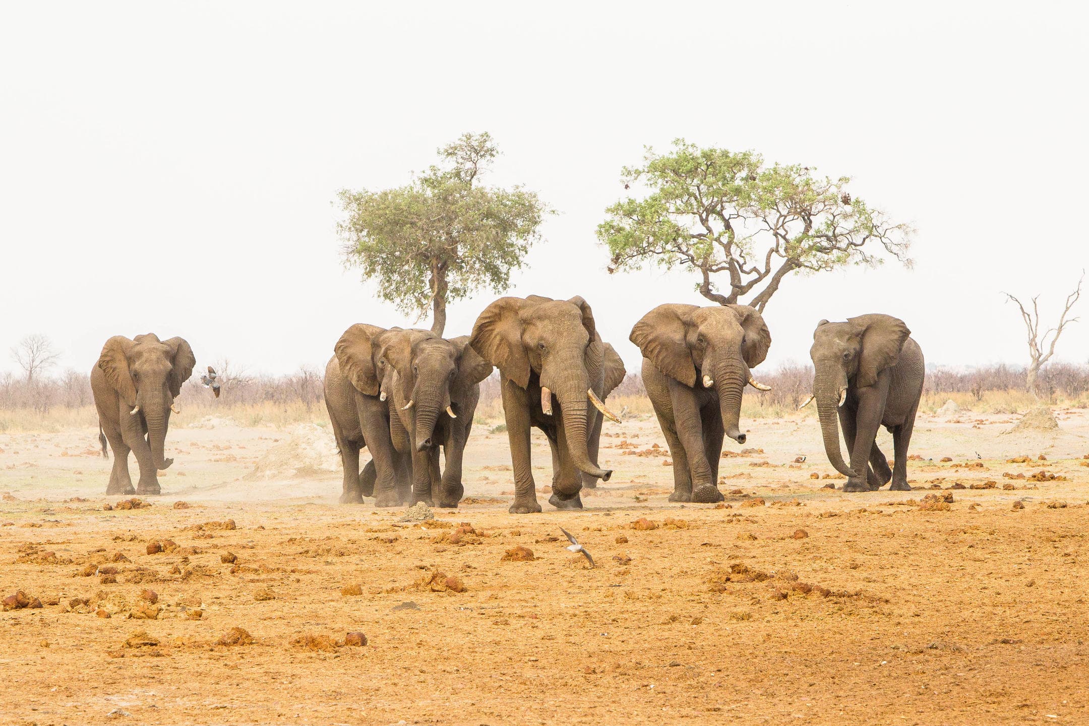 10-Day Hwange - Victoria Falls- Chobe and Okavango Delta Budget Safari