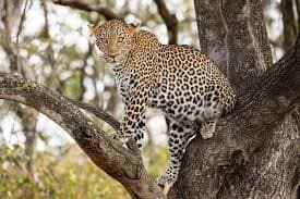10-Day Manyara, Serengeti, Ngorongoro Safari & Zanzibar Beach Holiday