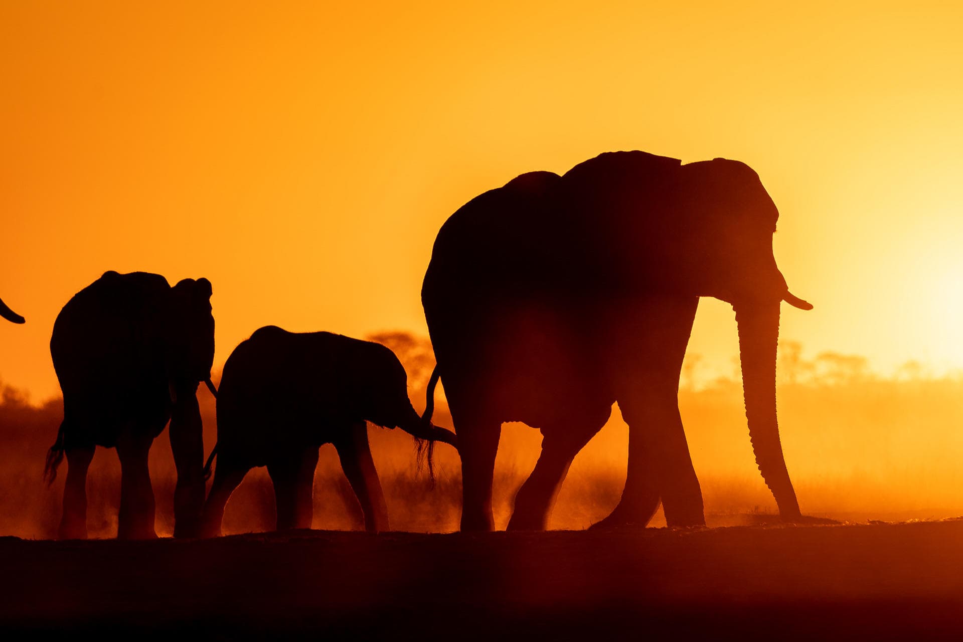 4-Day Victoria Falls & Hwange Budget Safari