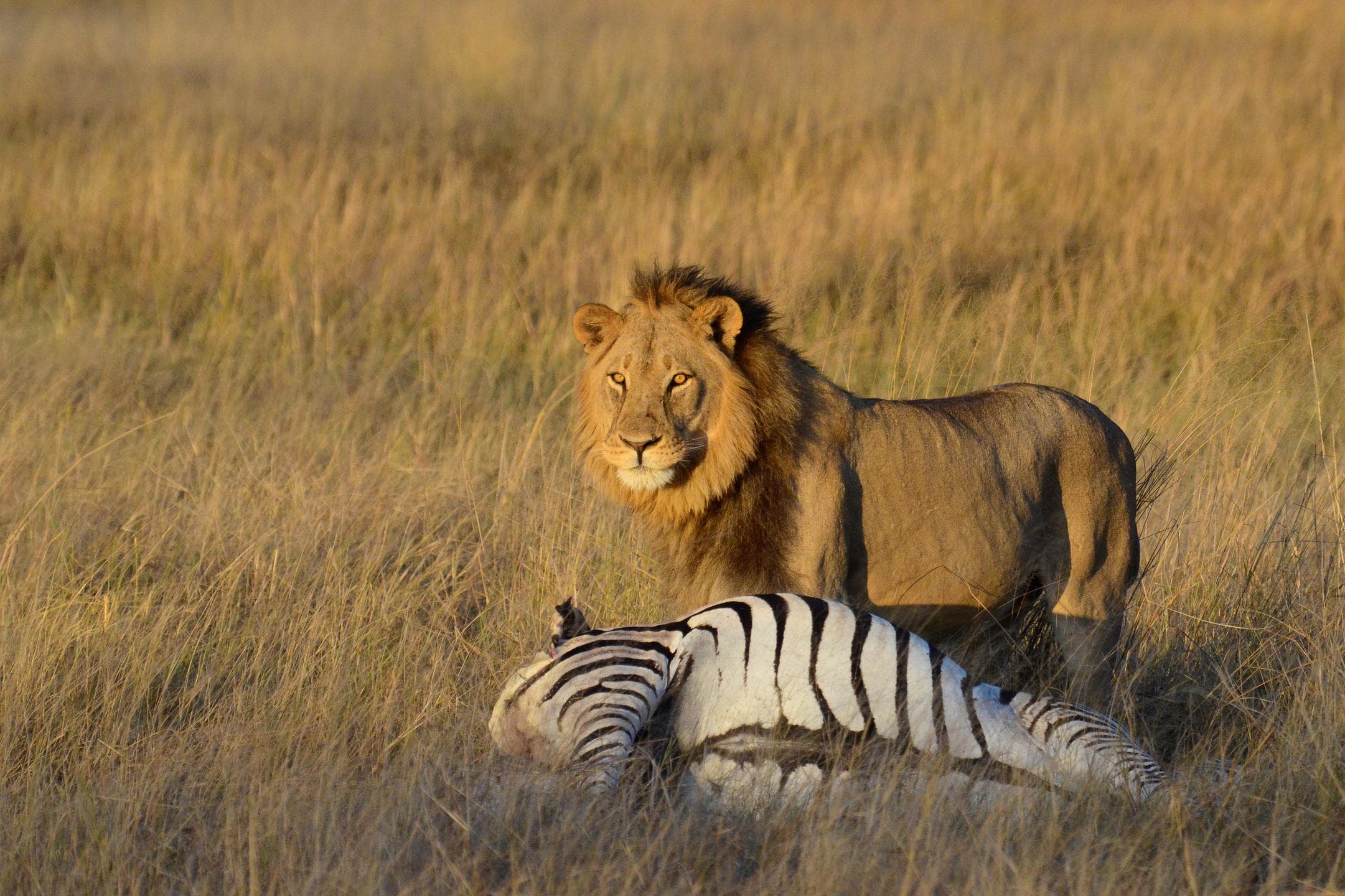 1-Day A Small Group Chobe Day Trip from Victoria Falls