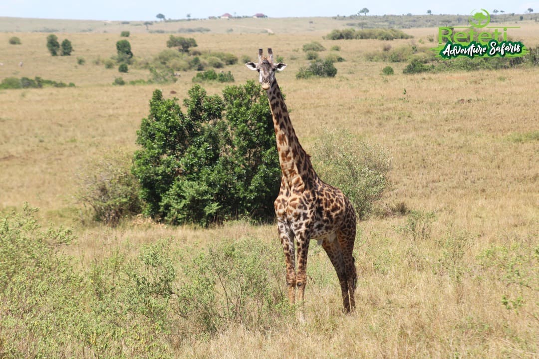 12-Day east africa explora safari