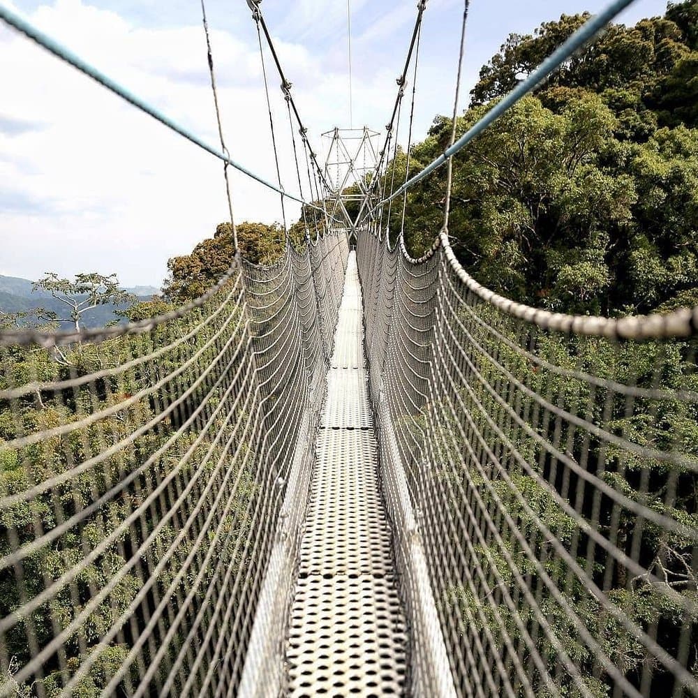 2-Day Nyungwe Chimpanzee Trekking & Canopy Walk Tour