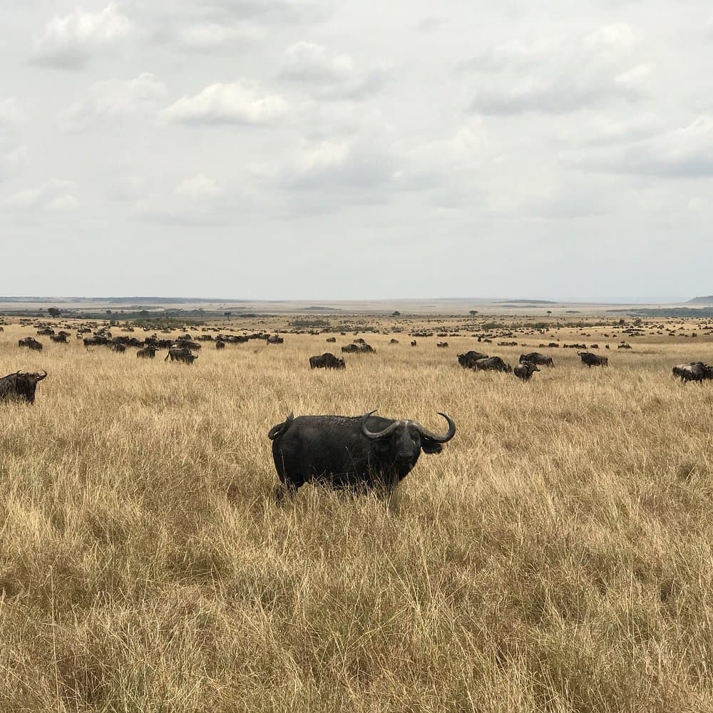 3-Day Fly-in Masai Mara Safari to Exclusive Camp