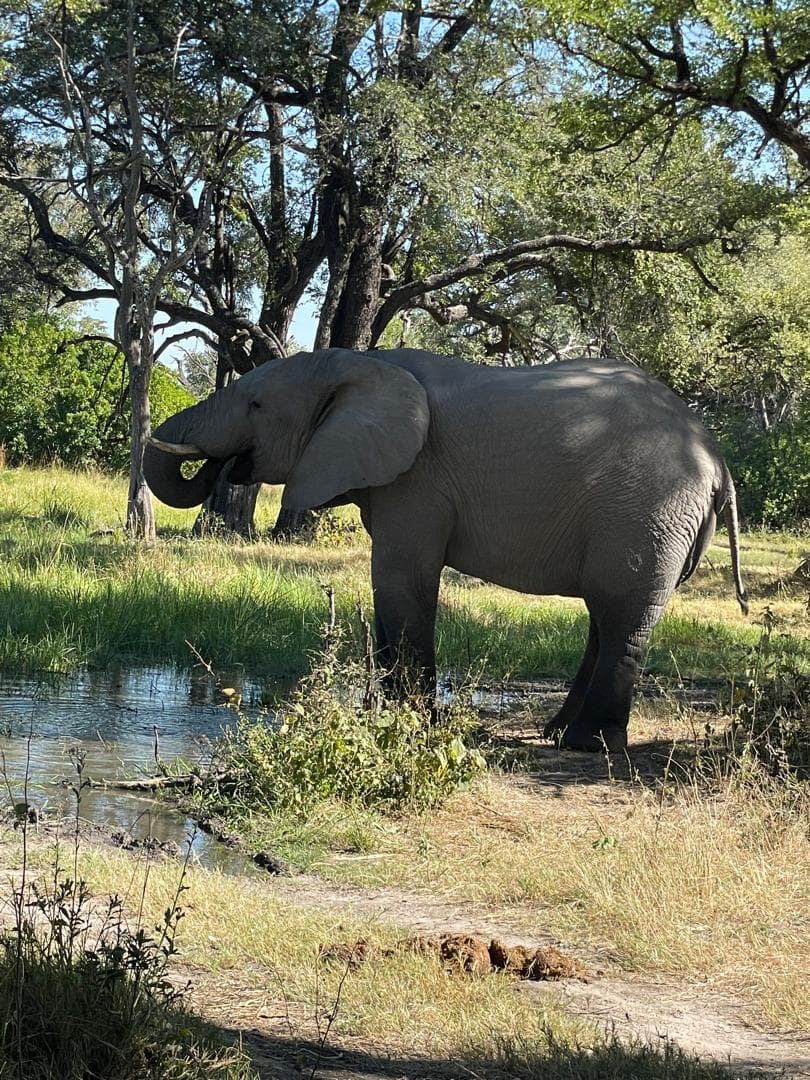 4-Day moremi game reserve