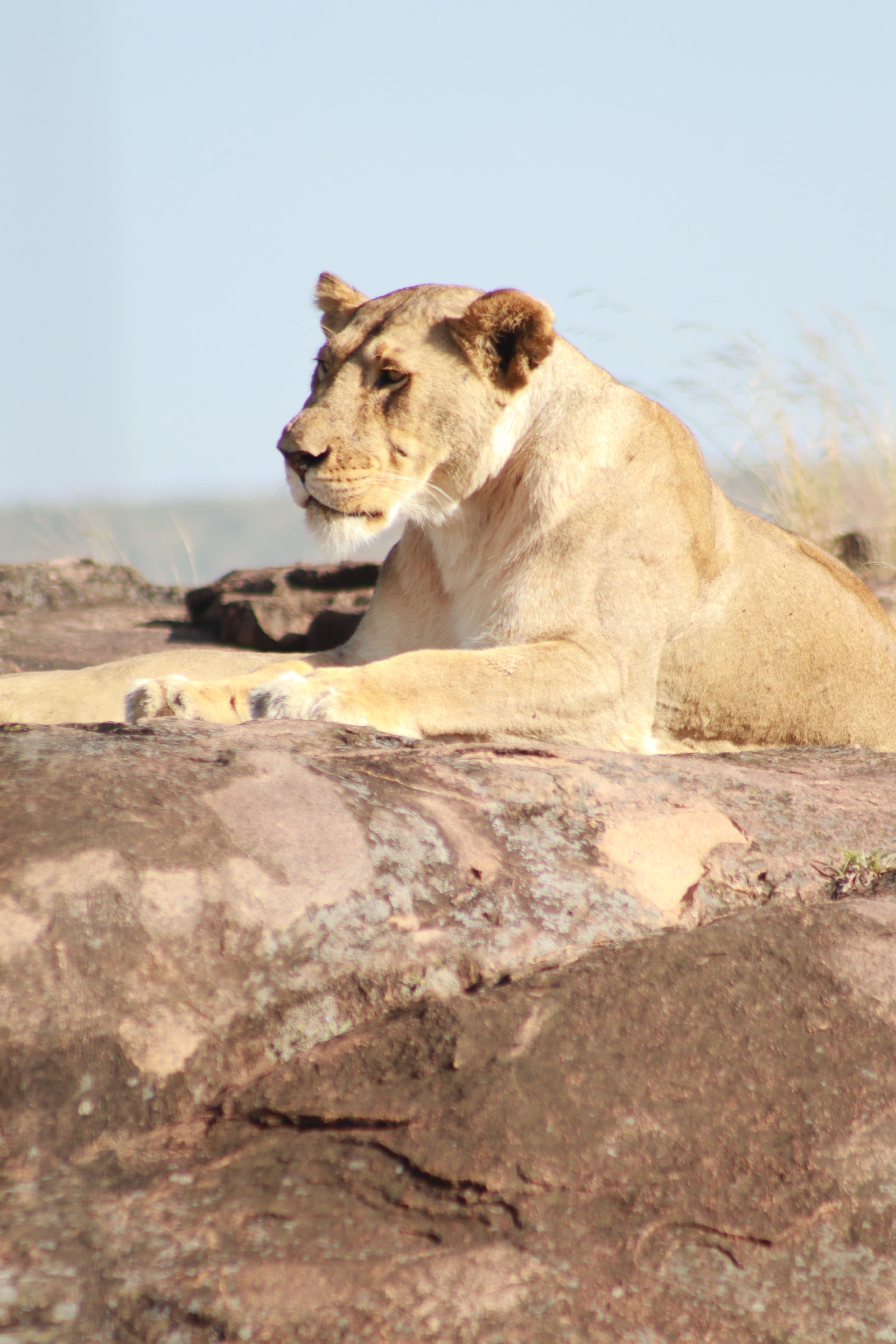 4-Day Masai mara Magical safari adventure
