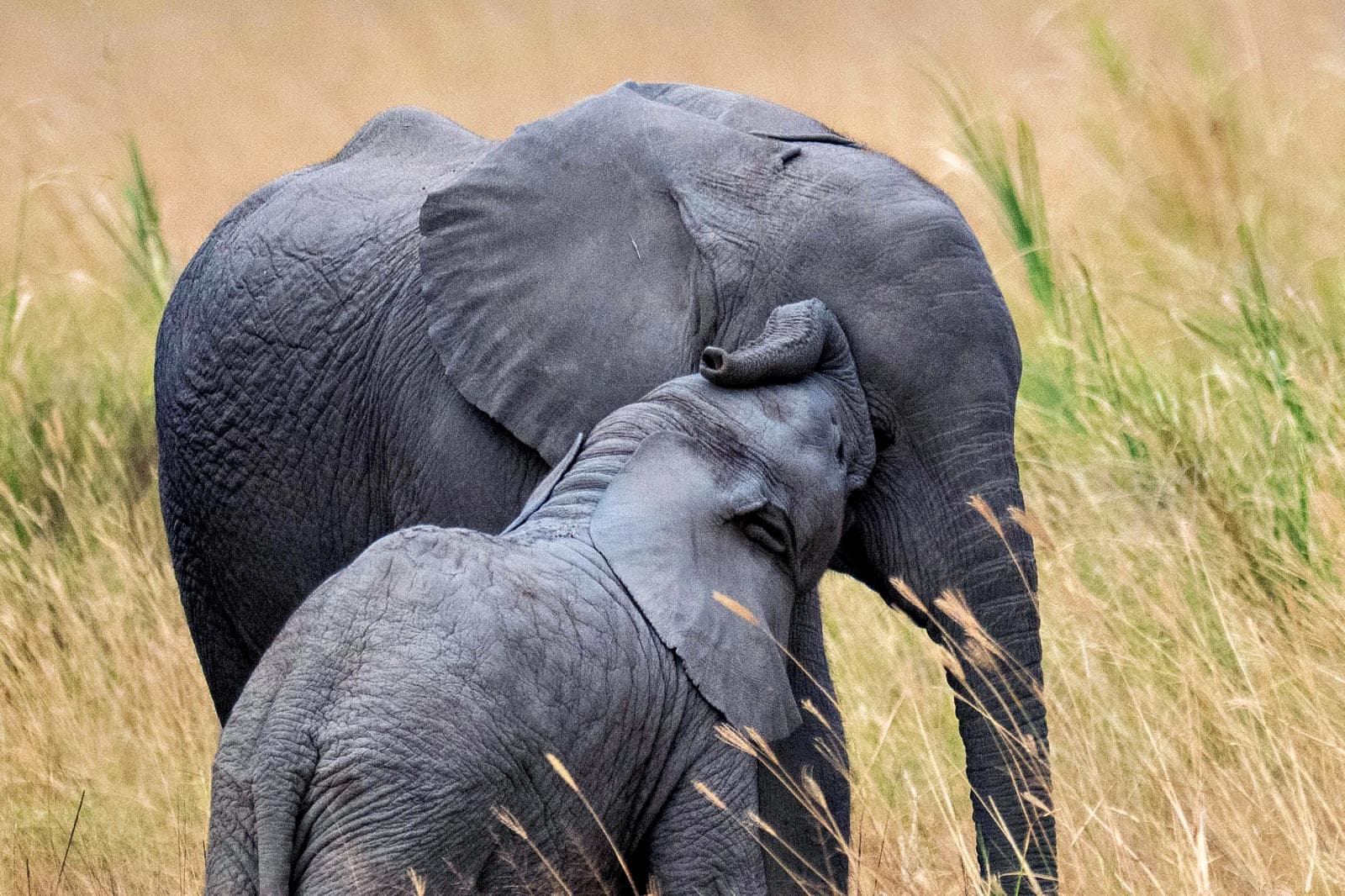 3-Day Amboseli National Park