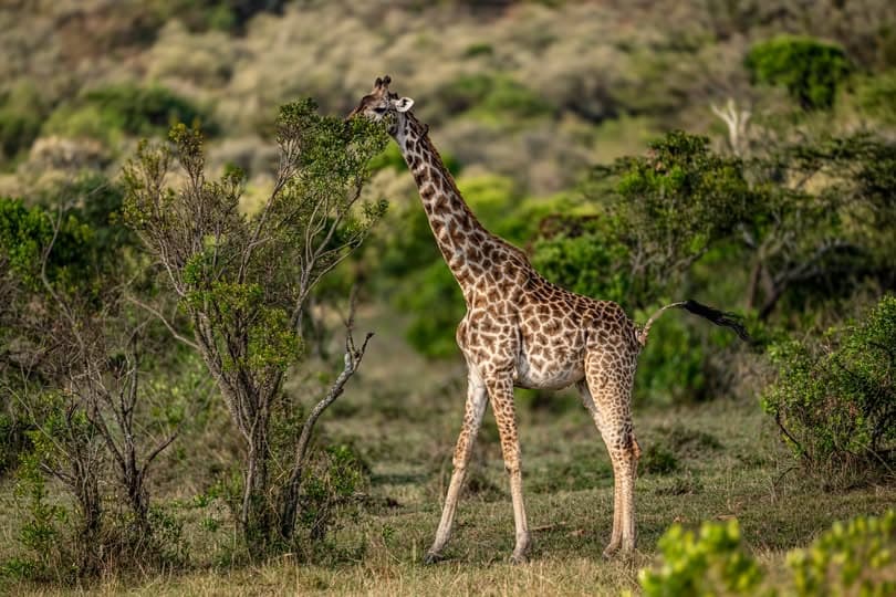 14-Day Kenya/Tanzania Great Classic Safari