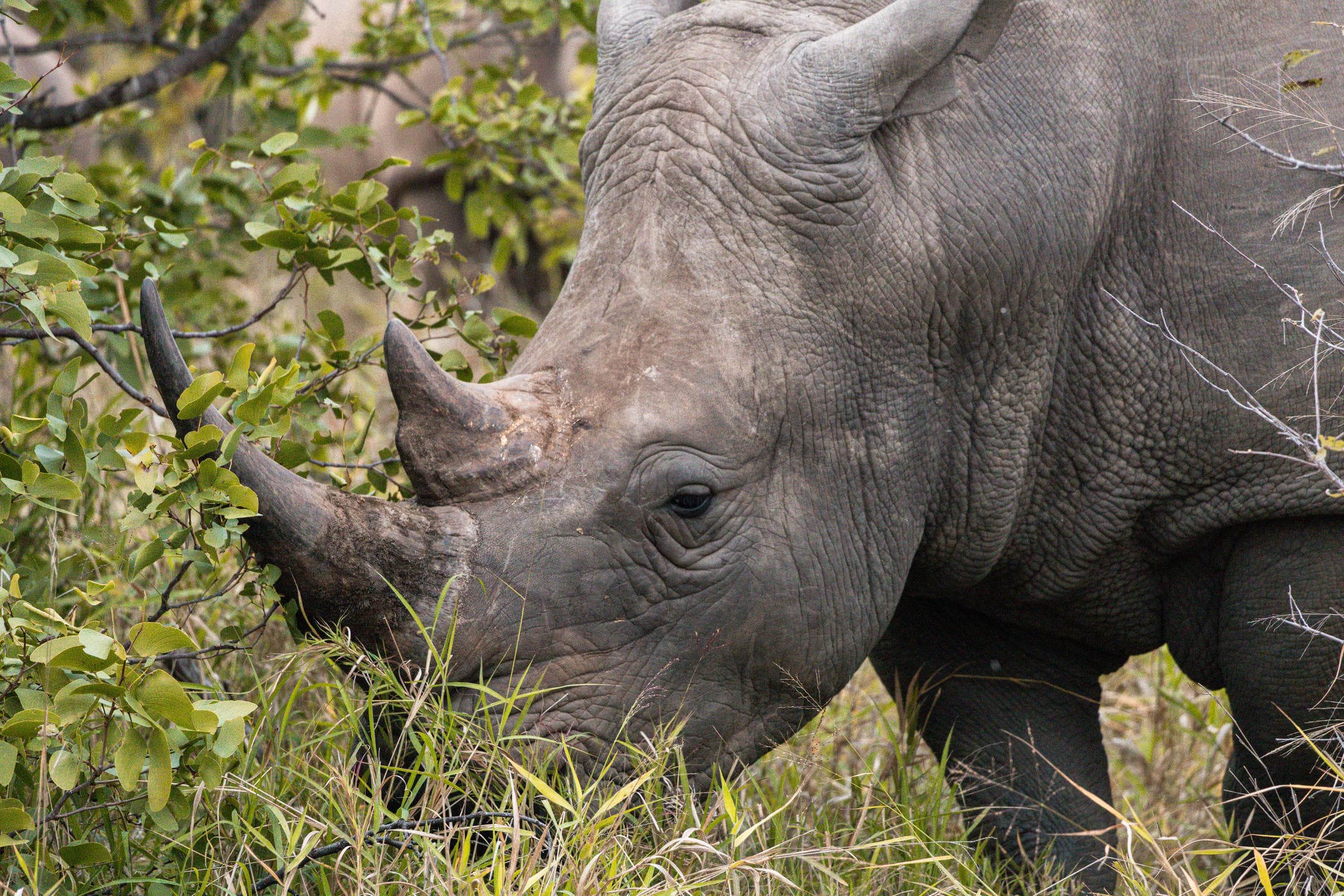 6-Day Kruger National Park - Victoria Falls Budget Safari