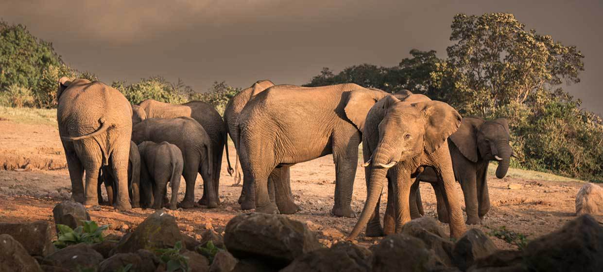 7-Day WILDLIFE ESCAPADE