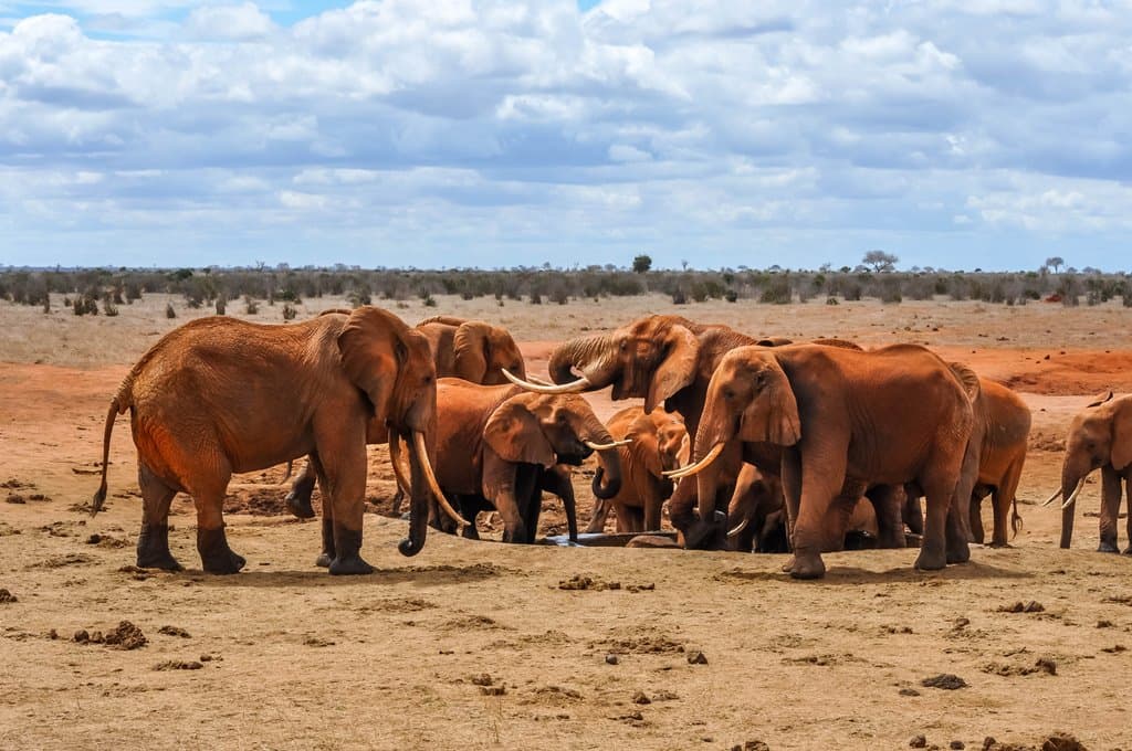 4-Day Tsavo East/west and Amboseli
