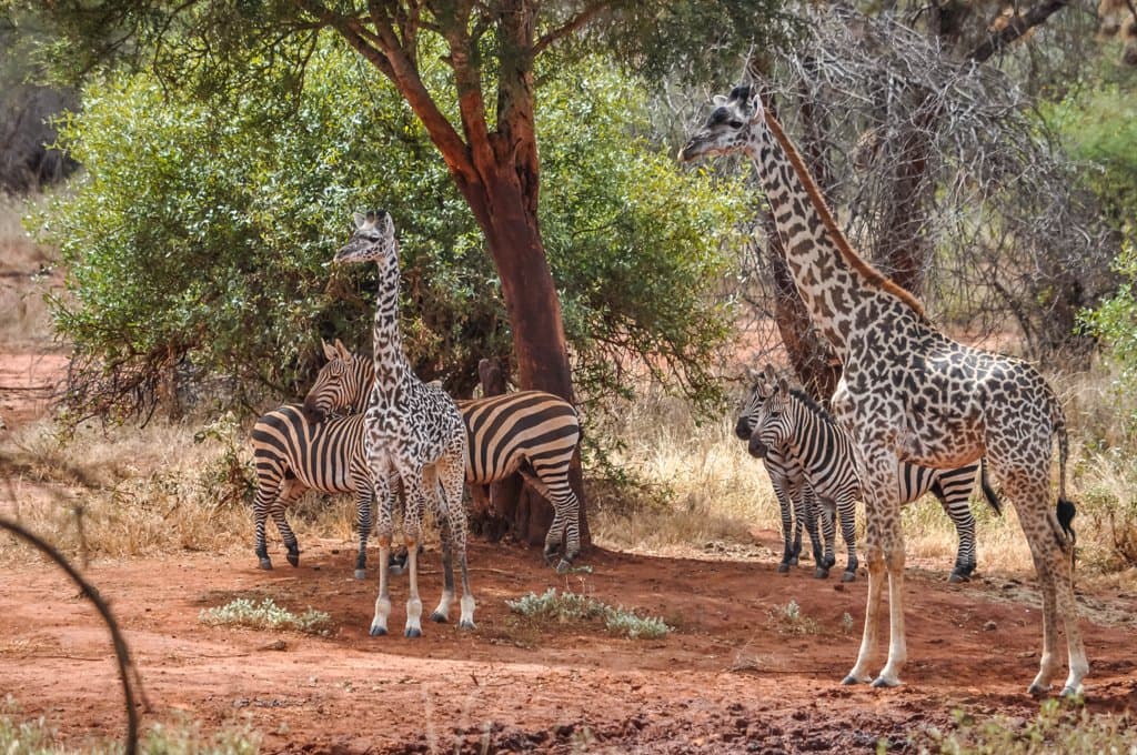 4-Day Tsavo East/west and Amboseli