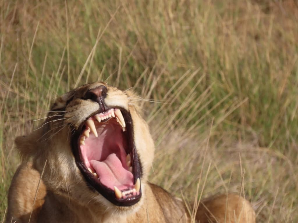 6-Day Tsavo west /Amboseli and Tsavo East