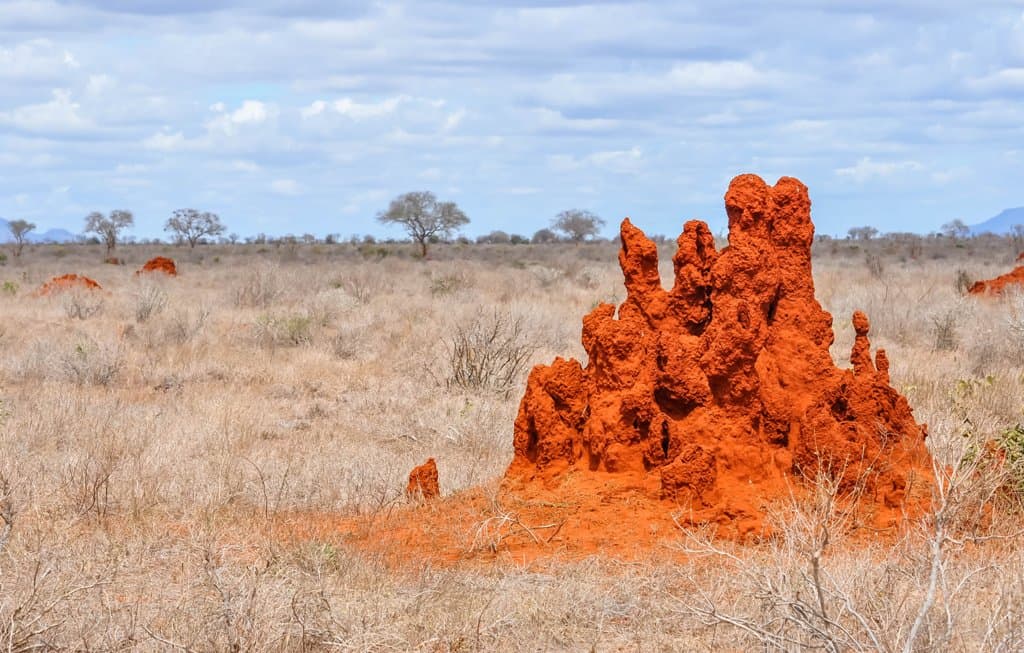 6-Day Tsavo west /Amboseli and Tsavo East