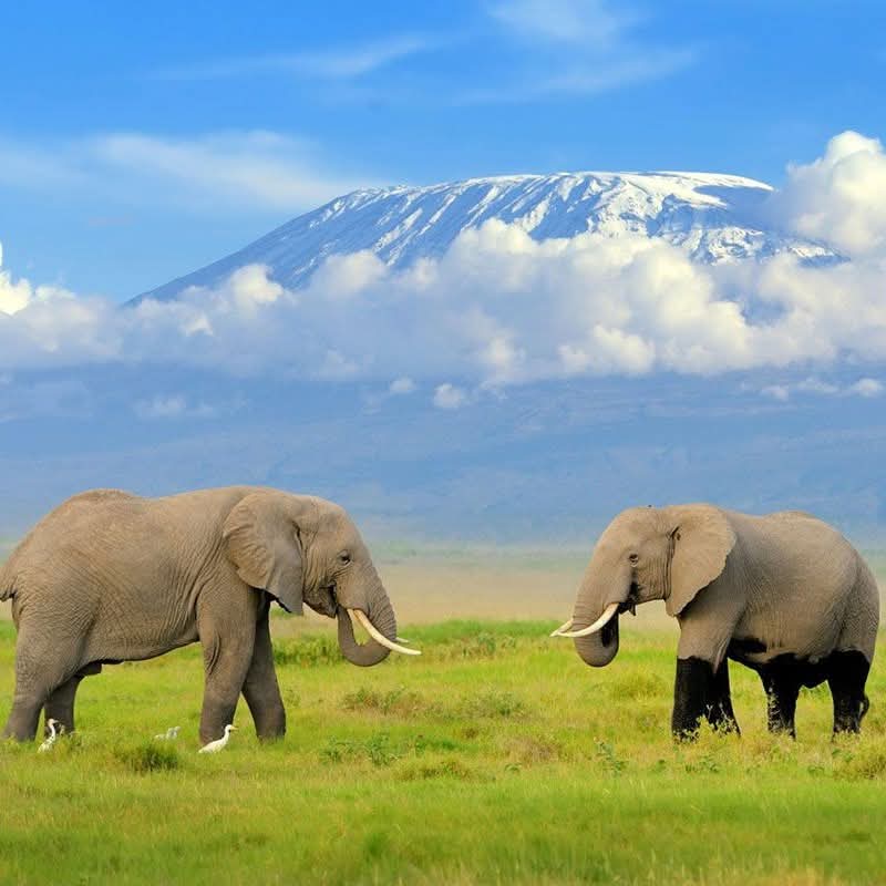 3-Day Amboseli Escape- Sentrim Lodge with Iconic Kilimanjaro Views & Big Elephant Encounter