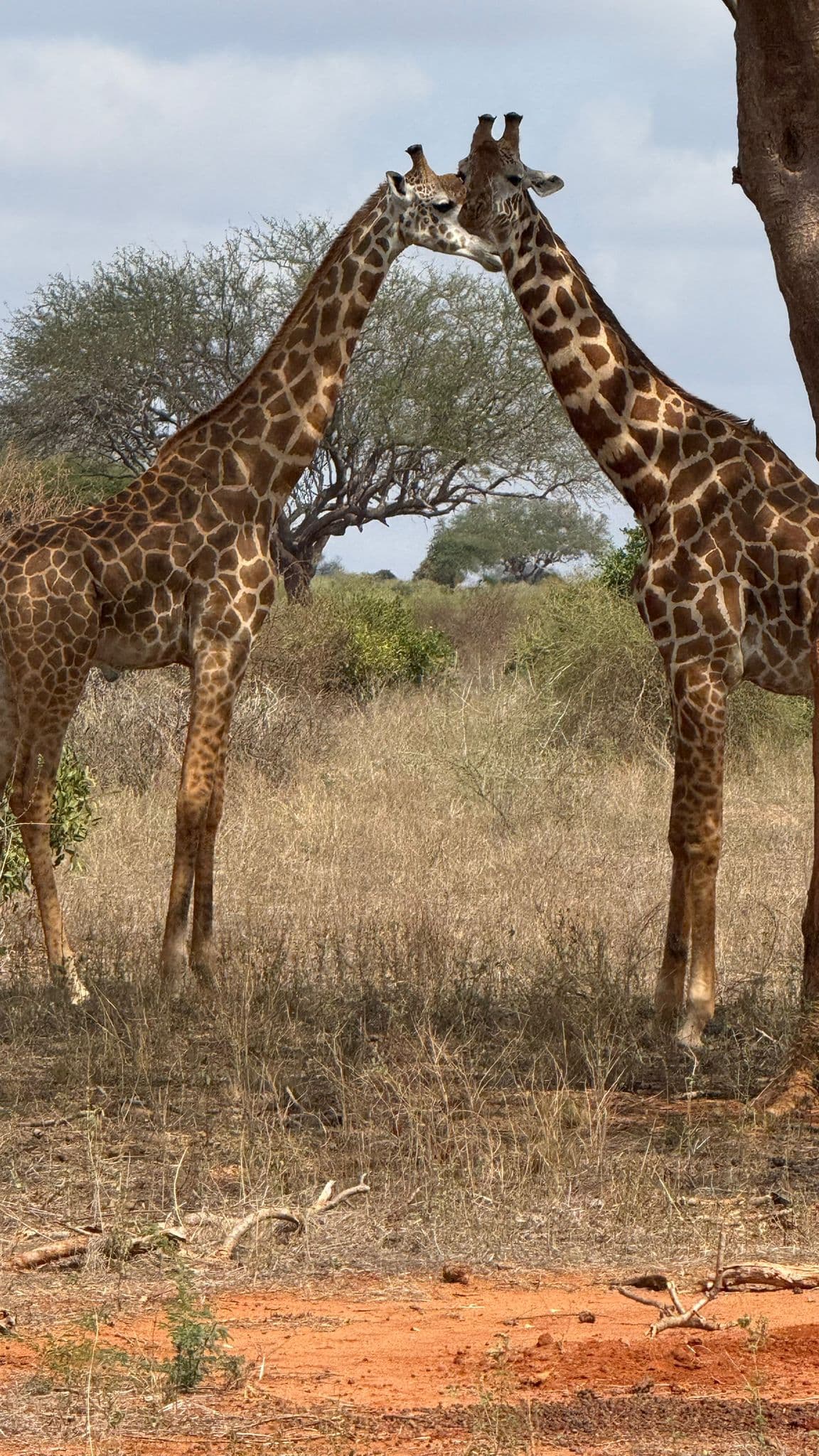 3-Day Tsavo East and West