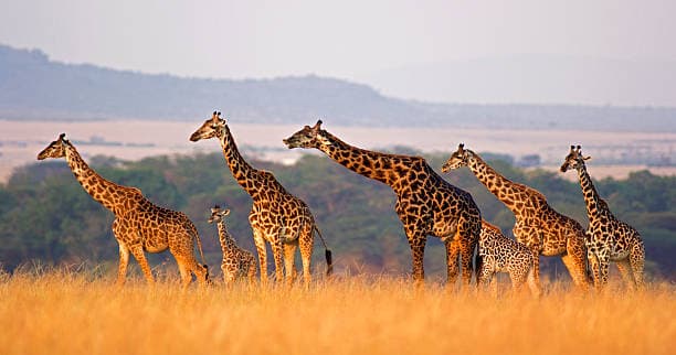 5-Day Serengeti, Ngorongoro & Materuni Falls