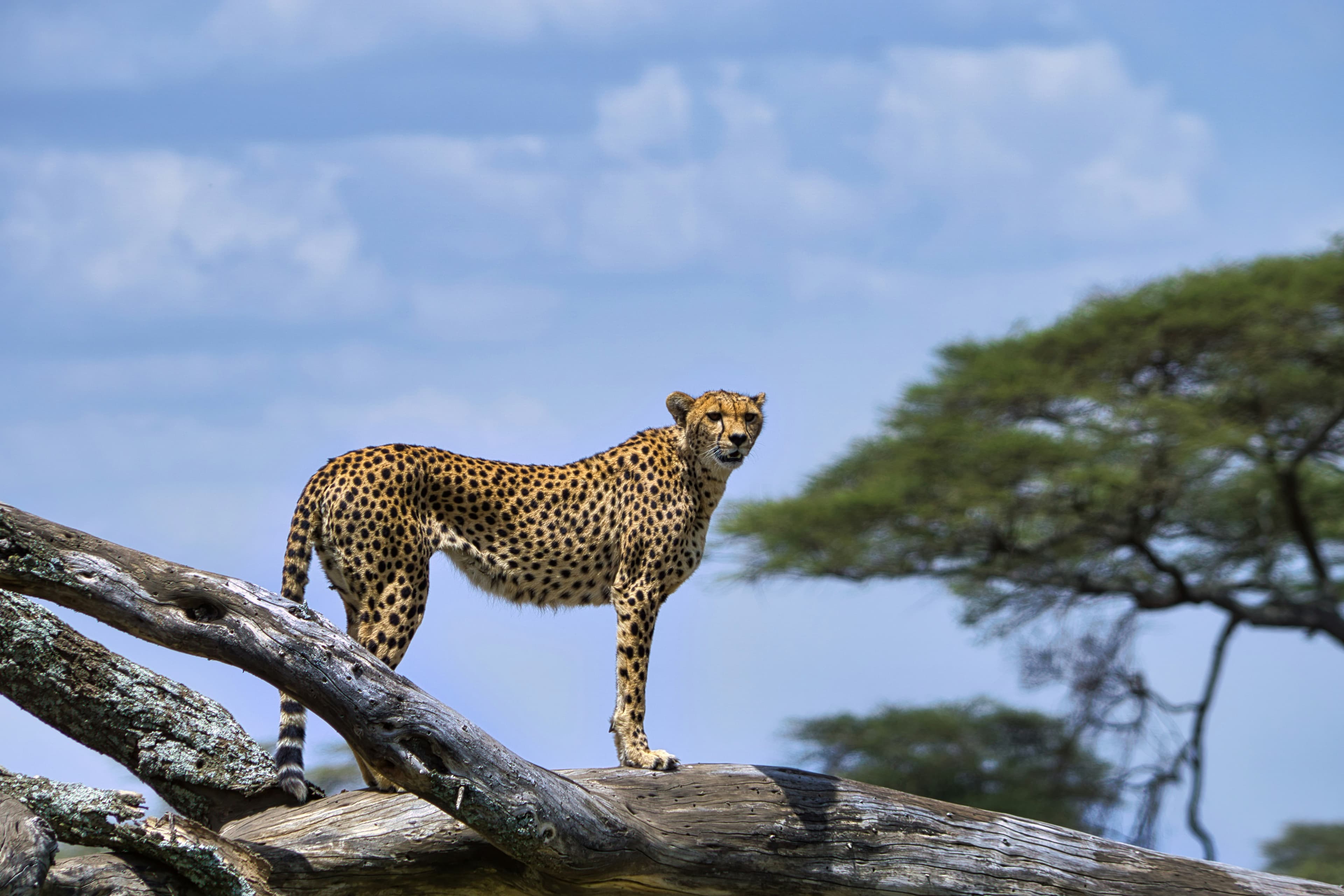 5-Day Lion King adventure around Serengeti - Ngorongoro - Tarangire National Parks