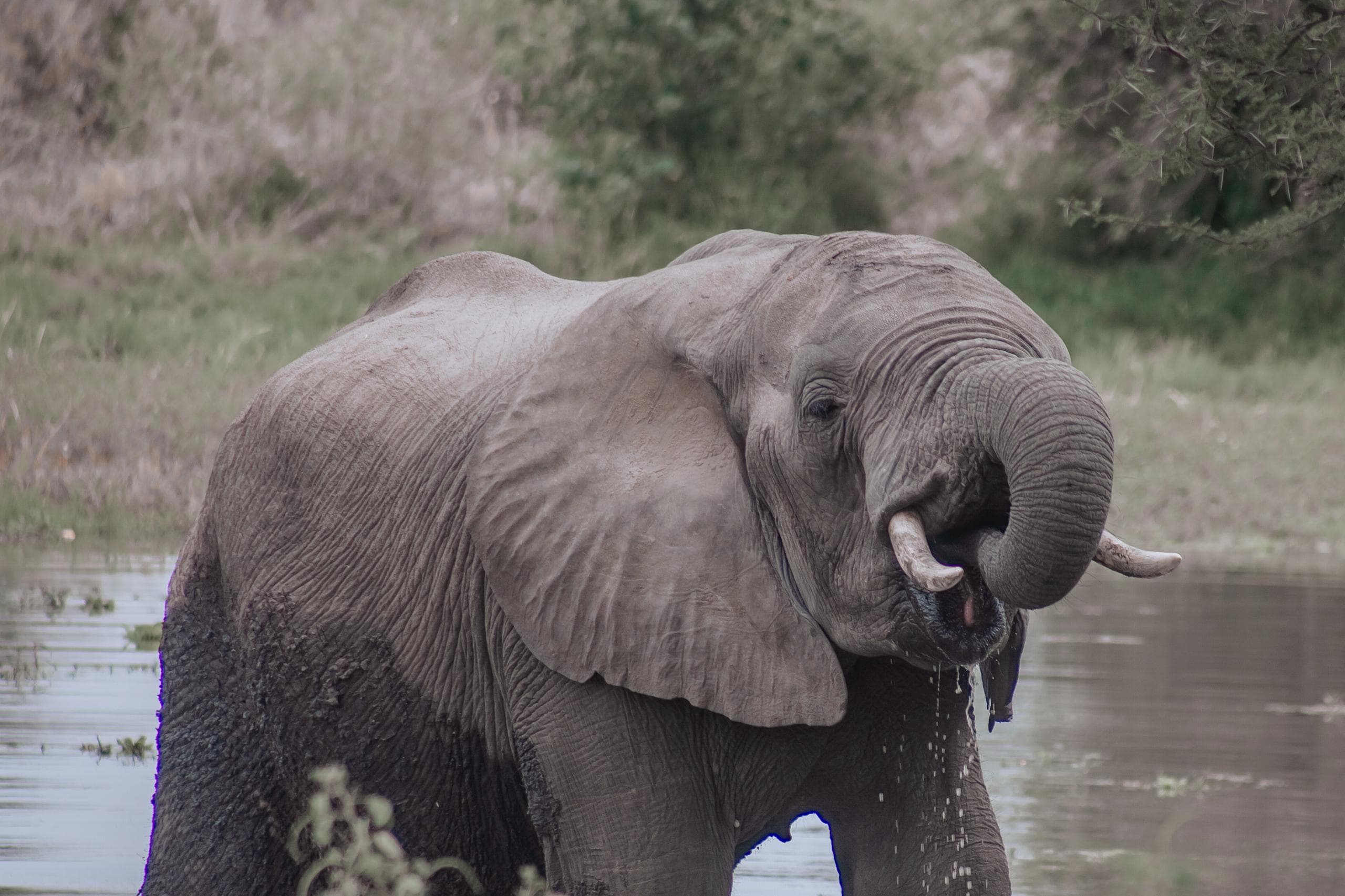 3-Day Elephants, Crater & Tree Lions Safari