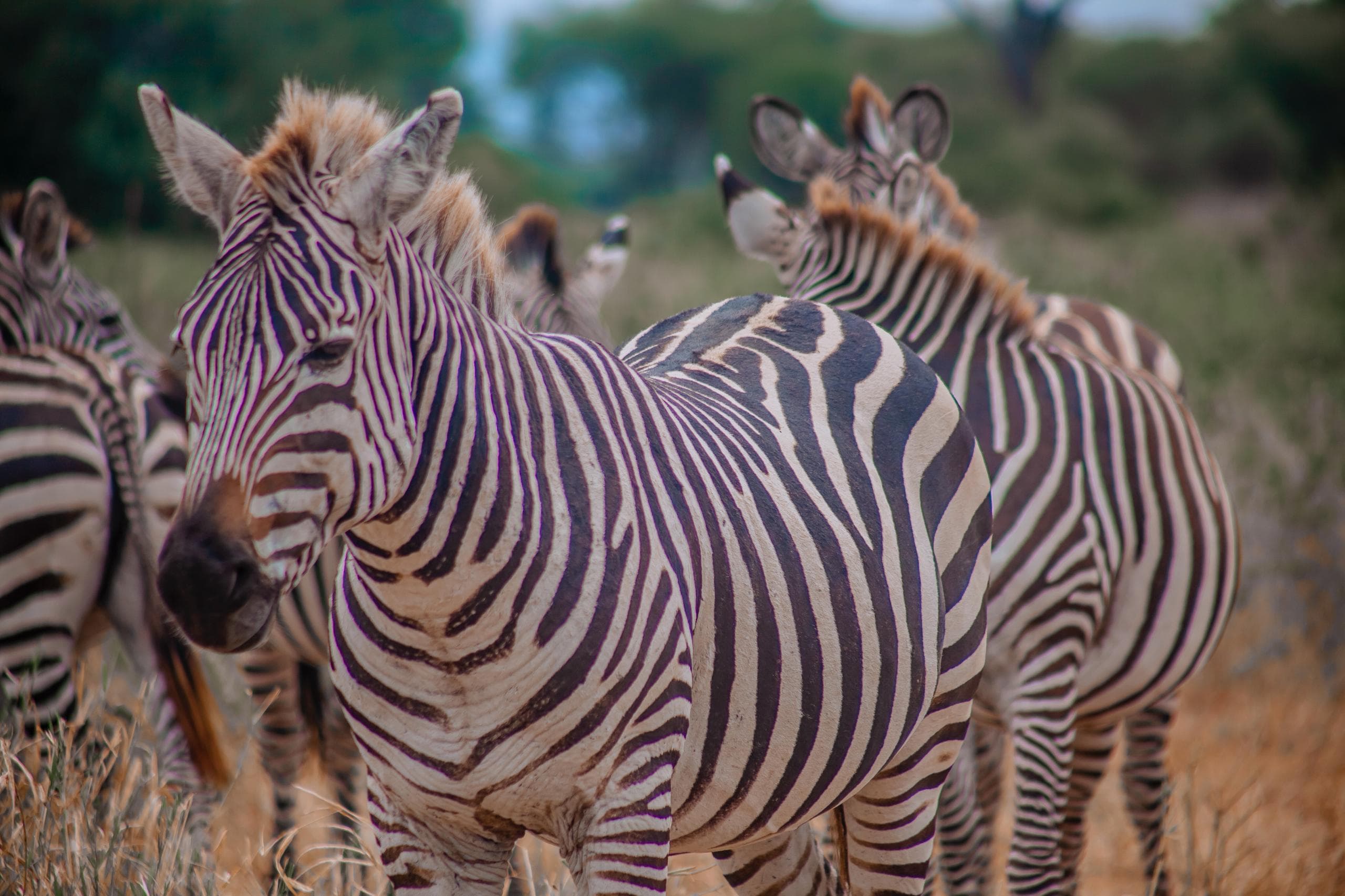 2-Day Tarangire - Ngorongoro Wonders