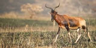 3-Day Rift Valley Wonders & Safari Thrills to Awash NP