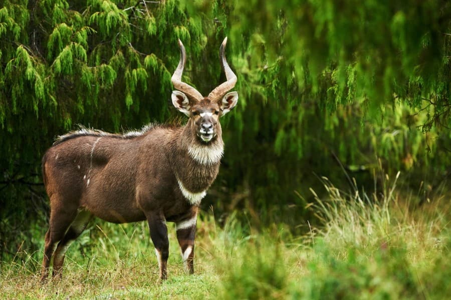4-Day Bale Mountain Safari Experience
